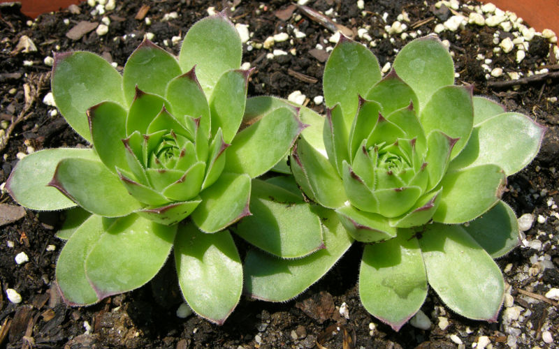 the 15 best frugal gardening tips 187 nature moms the 15 best frugal gardening tips 187 nature moms