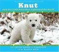 polar bear knut
