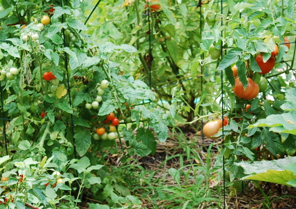 Tomatoes in the Garden