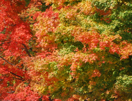Red, Orange, and yellow Fall Leaves