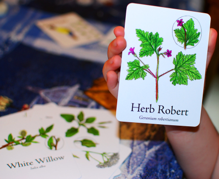 Herb Robert Card on Wildcraft