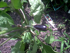 My eggplant