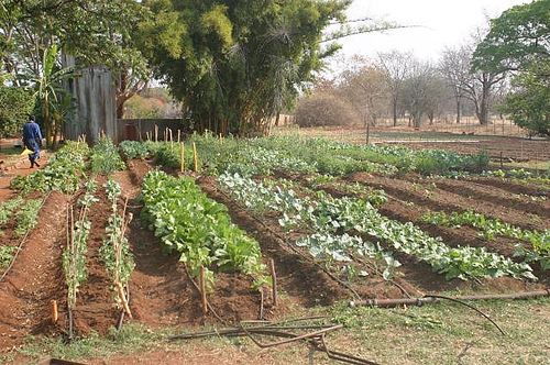 Community Supported Agrigculture