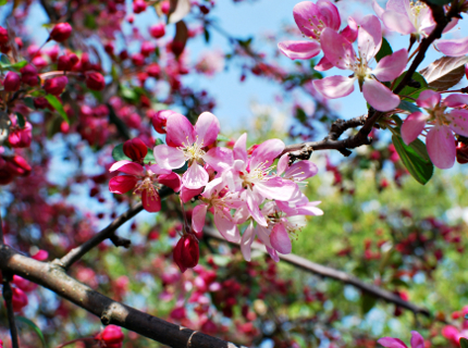 Pink Flowers in Spring