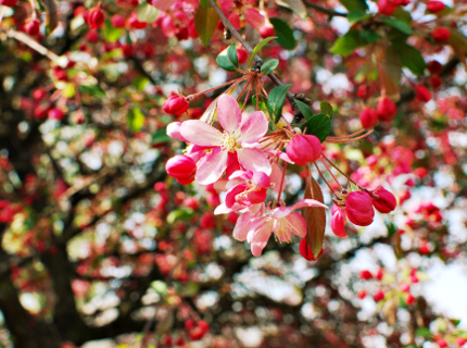 Pink Flowers in Spring