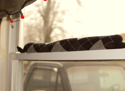 Draft Snake in Window