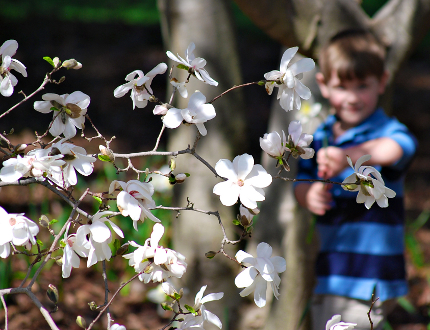 Spring Flowers - Star Magnolia