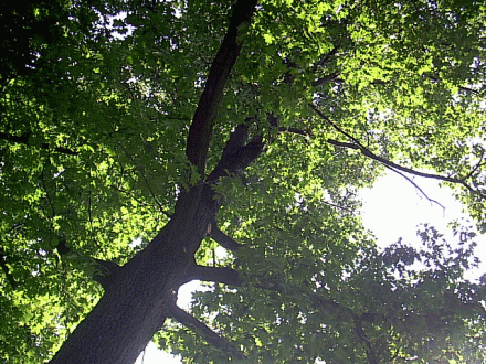 trees.gif