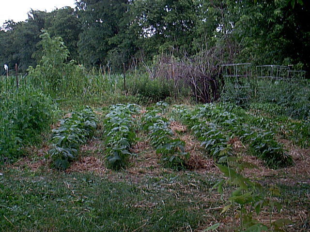 gardencom.jpg