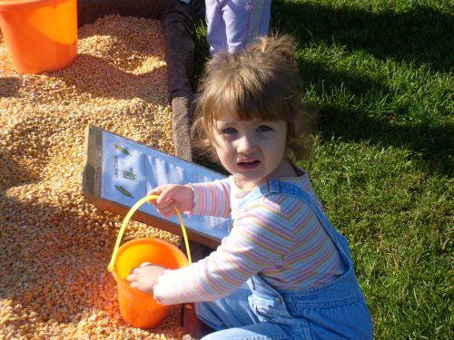 applefest corn sand