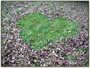 green valentines day