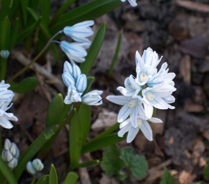 blue flowers