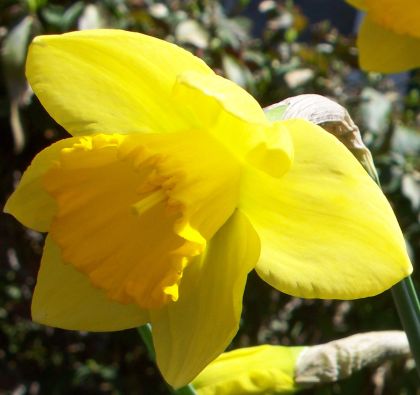 daffodil