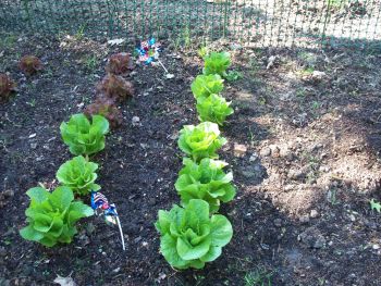 lettuce garden