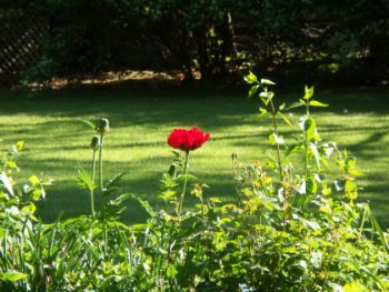 red flower