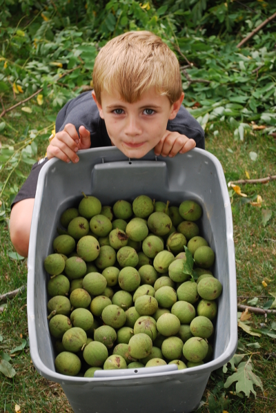 hickory nuts
