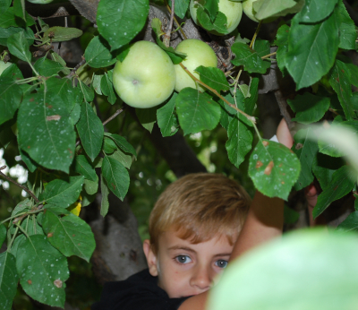 Apple Tree
