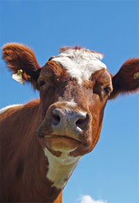 Is this Cow Food?