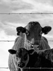 animals