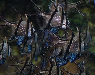 fish