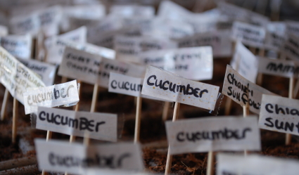 Seeds