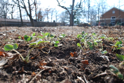 Strawberry plants