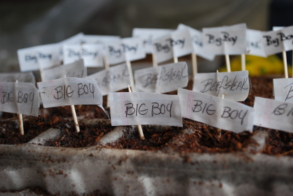 Seed starts