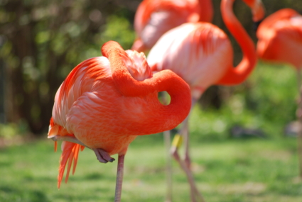 Pink Flamingos