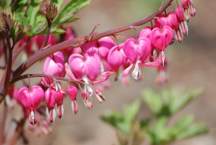Bleeding Hearts