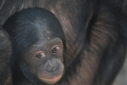 Chimp