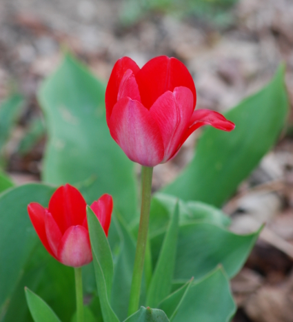 Red Tulips