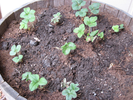 strawberries in planter
