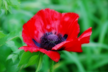 Red Poppy