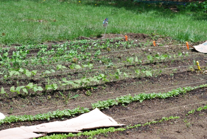 Garden Rows