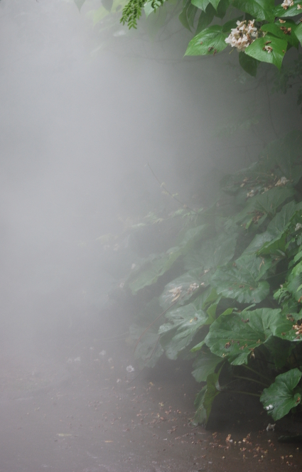 The Fog