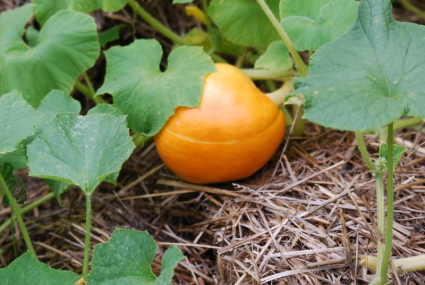 Pumpkins!