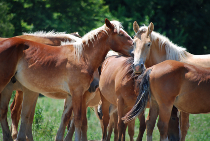 Horses