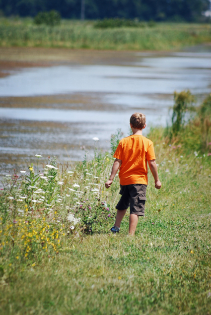 Wetlands