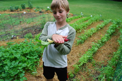 Radishes