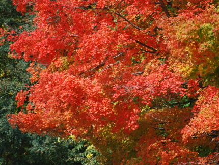 Fall Leaves