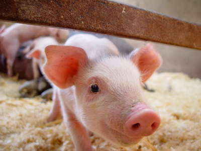 Pig Farming